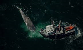 Cá voi xanh vất vả né hàng trăm tàu khi đi kiếm ăn