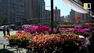 Video: Chợ hoa Tết Hồng Kông ảm đạm do COVID-19