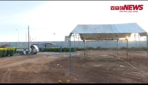 Video: Chợ hoa Gia Lai ế ẩm, thương lái kêu gọi người dân đến mua ủng hộ