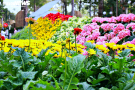 Ảnh: Hoa xuân rực rỡ khoe sắc trong hội hoa lớn nhất TP.HCM