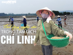 Video: Nông dân Chí Linh cấy ruộng, dọn nhà giúp gia đình bị cách ly COVID-19