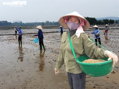Tình làng, nghĩa xóm trong tâm dịch Chí Linh