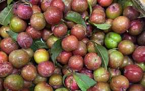 Chị em lùng mua mận Mộc Châu trái mùa siêu đắt, chống ngán dịp Tết