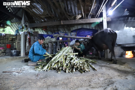 Ảnh: Xem nông dân Hà Tĩnh dùng trâu ép mía tạo mật độc nhất vô nhị