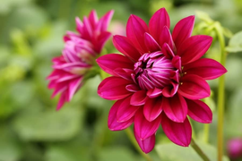 'Bật mí' bất ngờ về ý nghĩa của các loài hoa