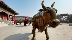 Video: Trâu đồng trong Tử Cấm Thành hút khách tham quan đầu năm mới