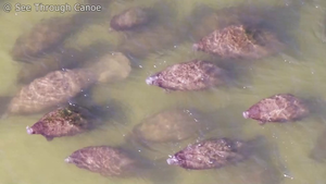 Thích thú khoảnh khắc cá heo tương tác với đàn lợn biển trăm con