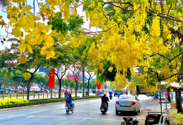 Sài Gòn đẹp nao lòng mùa hoa muồng hoàng yến vàng rực các tuyến phố