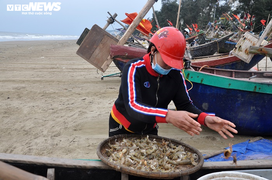 Ảnh: Trúng lộc biển đầu năm, ngư dân Thanh Hóa thu tiền triệu mỗi ngày 