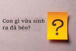 Đố mẹo: Con gì vừa sinh ra đã béo?