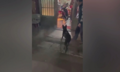 Clip: Chú chó láu táu suýt đốt nhà vì ngậm pháo hoa