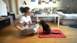 Video: Nữ sinh huấn luyện mèo ở Australia lập kỷ lục Guinness