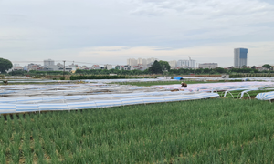 Bắc Ninh hỗ trợ 1 tỷ đồng, giúp Hải Dương tiêu thụ nông sản 