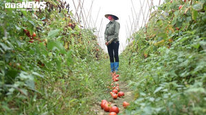 Xót xa nông sản không bán được, bị vứt bỏ đầy đồng ở Hải Dương