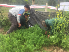 Phát hiện một gia đình ở Hà Tĩnh trồng cây thuốc phiện trong vườn 