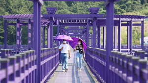 Video: Khám phá hòn đảo phủ kín màu tím ở Hàn Quốc 