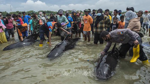 Video: 49 con cá voi chết trên bờ biển Indonesia