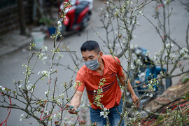 Video: Người Hà Nội tìm chơi hoa lê rừng sau Tết