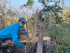 Lợi dụng Tết Nguyên đán, lâm tặc lại 'xẻ thịt' rừng tự nhiên ở Đắk Lắk