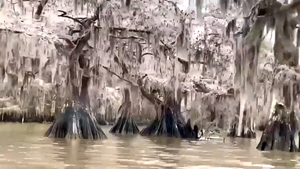 Video: Rừng nước đóng băng như phim nữ hoàng băng giá Frozen tại Mỹ