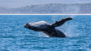 Bị đàn cá voi sát thủ truy bắt suốt 4 giờ, cá voi lưng gù sống sót ngoạn mục 