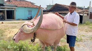 Video: Kỳ lạ chú trâu màu hồng nặng gần 1,5 tấn gây sốt ở TP.HCM 