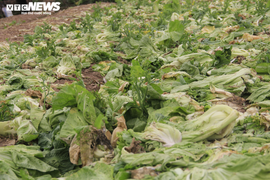 Hà Nội: Rau xanh rẻ như bèo, nông dân bỏ đầy đồng làm phân bón
