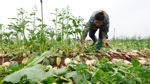 Không có chuyện người dân Mê Linh cần giải cứu nông sản