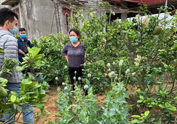 Phát hiện 5 hộ dân trồng hơn 200 cây anh túc làm rau nuôi lợn