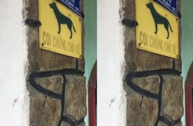 Cảnh báo chó dữ gây sốc 'nhất Vịnh Bắc bộ'