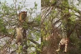 Clip: Trèo cây bắt khỉ, hổ ngã đau điếng