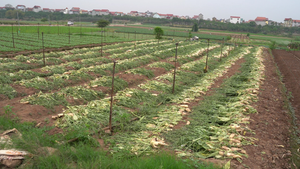 Video: Hơn 200 tấn củ cải, cà chua của nông dân Hà Nội phải vứt bỏ