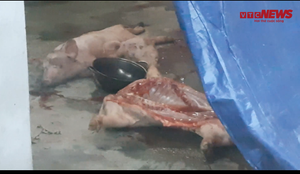Video: Kinh hãi cảnh lò mổ đưa lợn chết, lợn bệnh lên bàn ăn ở Hà Nội