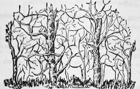 Trắc nghiệm vui đoán tính cách: Bạn nhìn thấy con vật nào đầu tiên?