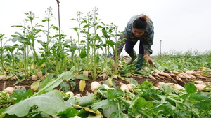 Vì sao nông dân Hà Nội phải đổ bỏ rau củ, hoa tươi?