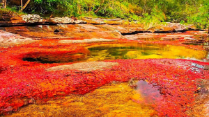 Video: Dòng sông ngũ sắc tuyệt đẹp ở Colombia