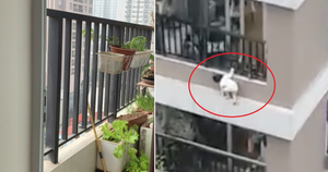 Vì sao bé gái hơn 2 tuổi trèo được qua lan can cao 1,5m?