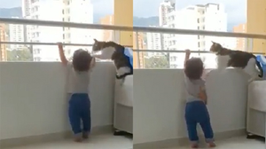Video: Em bé định trèo lan can chung cư, chú mèo cương quyết ngăn cản
