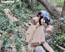 Khởi tố vụ án 'xẻ thịt' rừng già ở Gia Lai