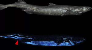 Phát hiện con cá mập phát sáng lớn chưa từng thấy