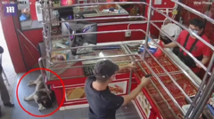 Clip: Tiệm vàng bị cướp, 'vệ sĩ' chó vẫn ngủ lăn quay