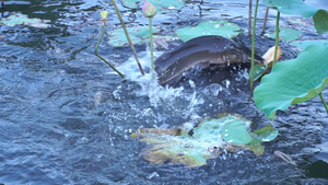 Video: Đàn cá phóng sinh có nhiều con dài nửa mét trong công viên ở TP.HCM