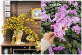 Địa lan trần mộng, hồ điệp đắt đỏ bỗng 'rẻ như rau' dịp 8/3