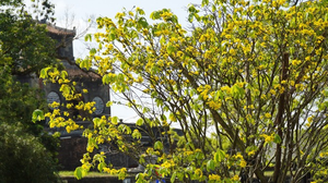 Huế kêu gọi trồng mai vàng trước ngõ mỗi cơ quan, nhà dân