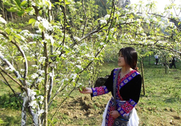 Video: Du khách thích thú ngắm hoa lê Bắc Hà trắng muốt