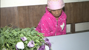 Video: Bắt bà cụ 86 tuổi trồng 200 cây thuốc phiện tại Sơn La