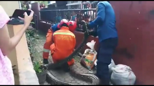 Video: Bắt trăn nặng 60kg trong chuồng gà