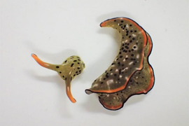 Kỳ quái sinh vật tự cắt đầu mình để tái sinh thành cơ thể mới