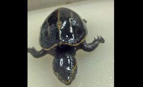 Kinh ngạc phát hiện rùa sống khỏe trong dạ dày cá vược