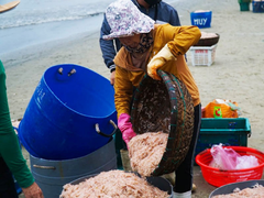 Ngư dân Đà Nẵng trúng đậm mùa ruốc đầu năm